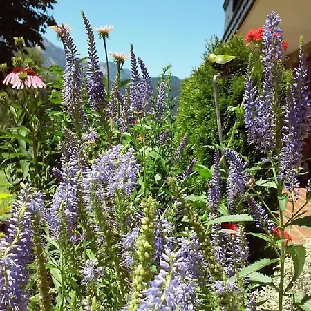 Gsenger In Διαμέρισμα Abtenau