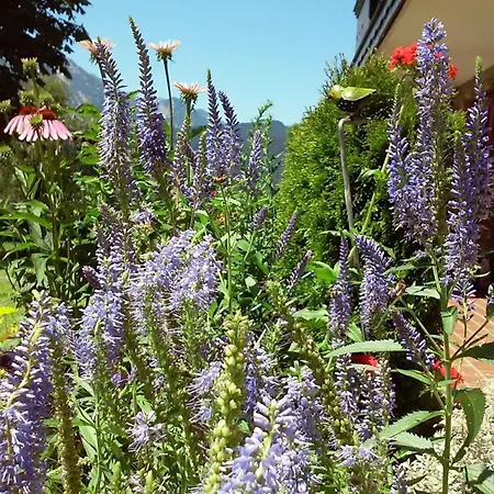 Gsenger In Abtenau